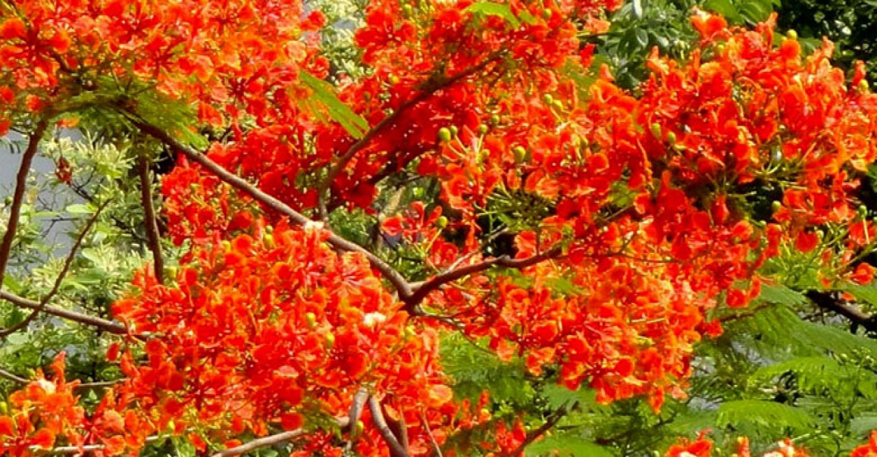 আজ পয়লা ফাল্গুন, বসন্ত এসে গেছে...