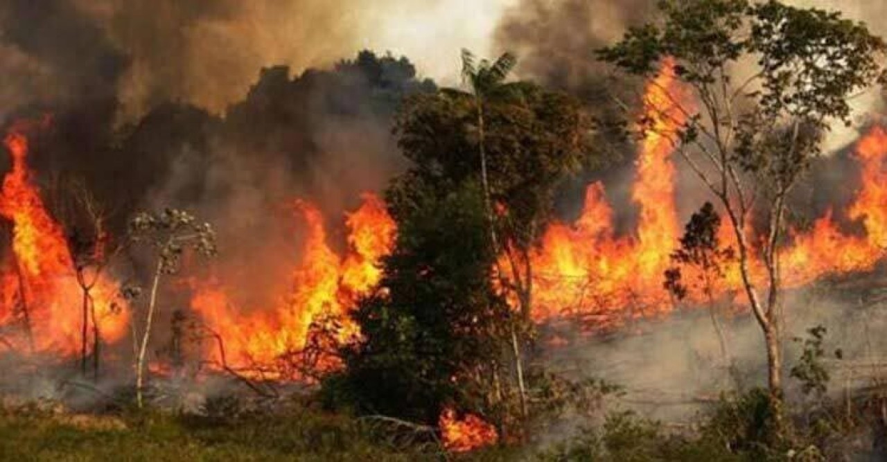 সুন্দরবনে অগ্নিকাণ্ডের ঘটনায় ১১ নাগরিকের উদ্বেগ