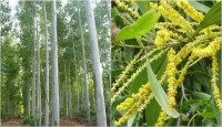 ইউক্যালিপটাস ও আকাশমণি গাছের ব্যাপারে পরিবেশ মন্ত্রণালয়ের নিষেধাজ্ঞা