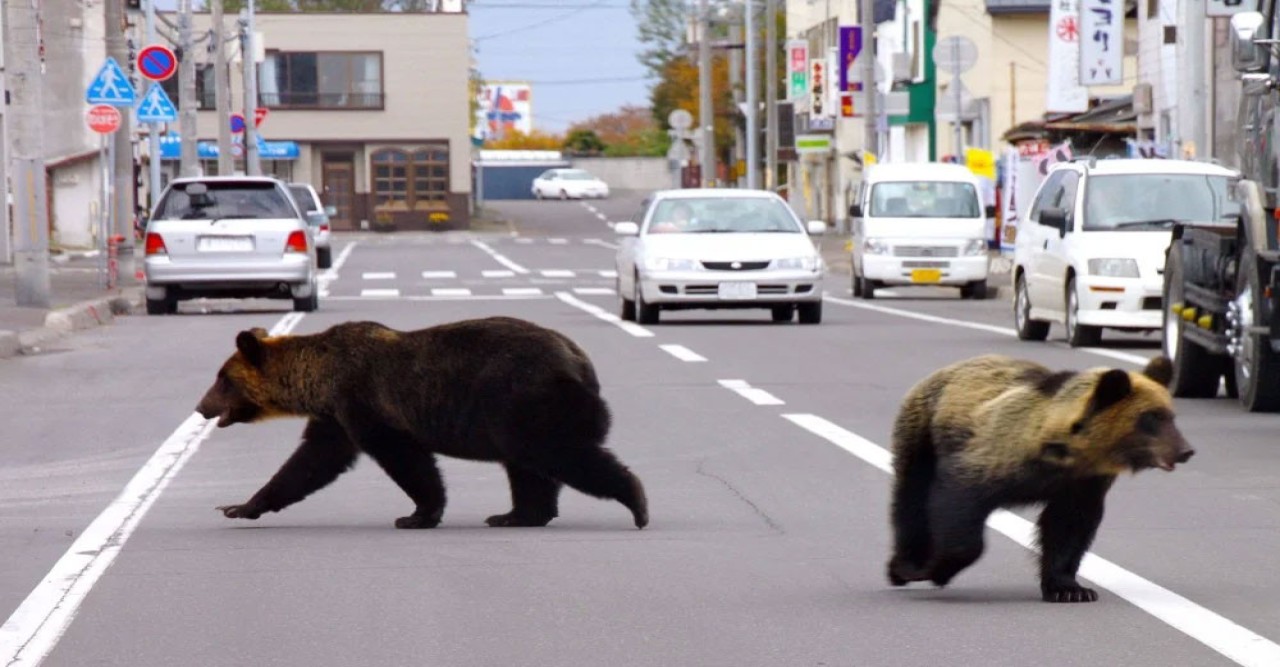 জাপানে ভালুকের সংখ্যা বাড়ায় রাইফেল ব্যবহারে শিথিলতা