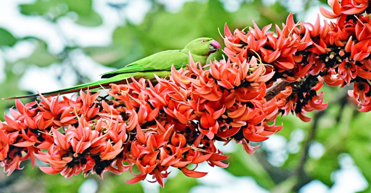 বসন্তের সূচনা আর ভালোবাসার দিন