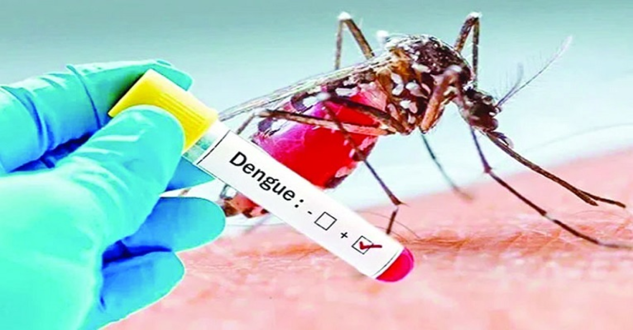 ডেঙ্গু জ্বরে নতুন করে হাসপাতালে ৮৪ রোগী