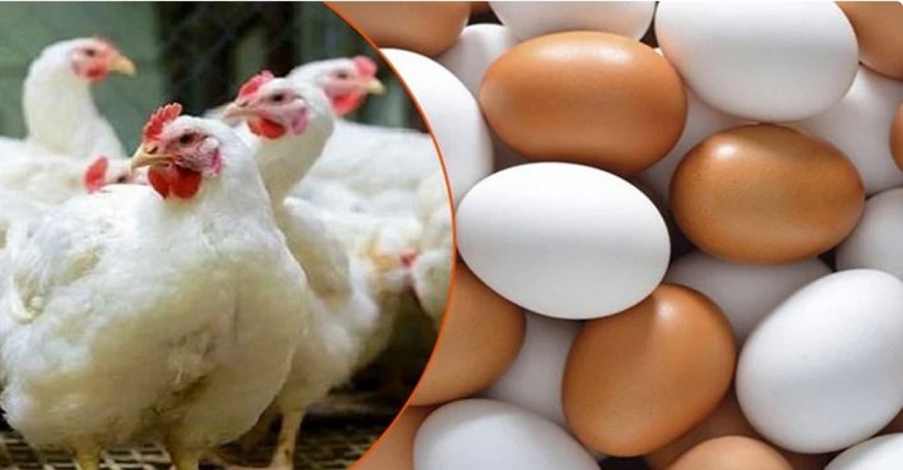 ডিম ও মুরগির বাচ্চার দাম বাড়িয়ে ২৮০ কোটি টাকা লোপাট!