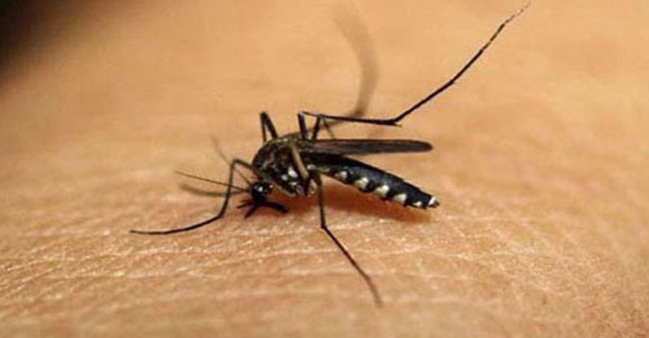 ডেঙ্গুতে আরো ৫ জনের মৃত্যু, হাসপাতালে ভর্তি ৪৪০ রোগী