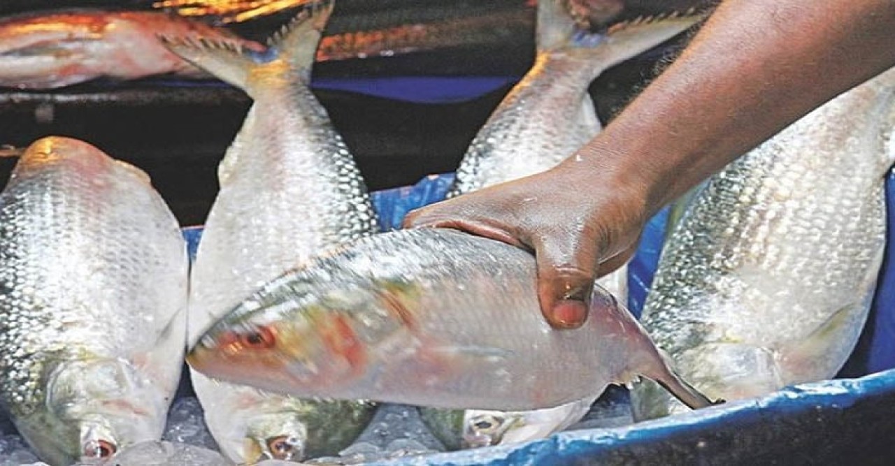বৈশাখকে ঘিরে আকাশচুম্বী ইলিশের বাজার