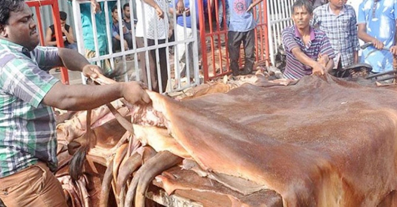 কোরবানির গরুর চামড়ার পিস ঢাকায় ১২০০, বাইরে ১০০০