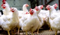 ব্রয়লার মুরগির অস্বাভাবিক দাম বৃদ্ধি, ২ প্রতিষ্ঠানকে সাড়ে ৮ কোটি জরিমানা