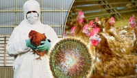 আবারও দেশে বার্ড ফ্লু শনাক্ত, বিপিএর উদ্বেগ
