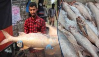 এক জালেই ধরা পড়ল ২০ লাখ টাকার লাক্ষা মাছ